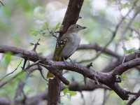 Eastern Nicator (Nicator gularis)