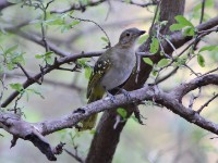 Eastern Nicator (Nicator gularis)