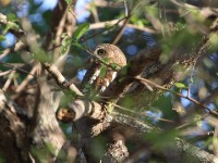 African Barred Owlet (Glaucidium capense)