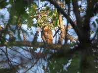 African Barred Owlet (Glaucidium capense)