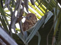 Pel's Fishing Owl (Scotopelia peli)