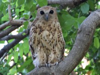 Pel's Fishing Owl (Scotopelia peli)