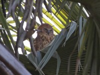 Pel's Fishing Owl (Scotopelia peli)