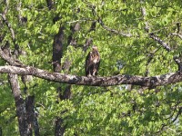African Fish Eagle (Haliaeetus vocifer)