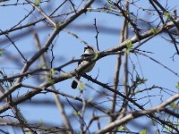 Chinspot Batis (Batis molitor)