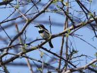 Chinspot Batis (Batis molitor)