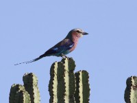 Lilac-breasted Roller (Coracias caudatus)