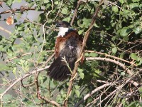 Burchell's Coucal (Centropus burchellii