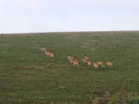 Nyika