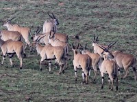Common Eland (Taurotragus oryx)