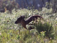 Natal Red Duiker (Cephalophus natalensis)