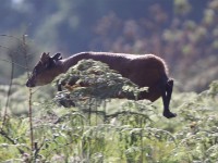Natal Red Duiker (Cephalophus natalensis)