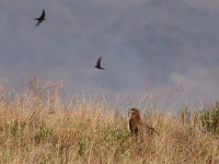 Common Buzzard (Buteo buteo vulpinus)