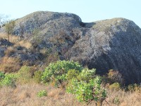 Chowo Forest