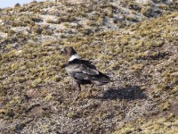 White-necked Raven (Corvus albicollis)