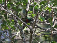 Forest Double-collared Sunbird (Cinnyris fuelleborni)