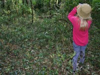 Chowo Forest