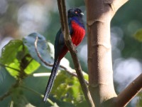 Bar-tailed Trogon (Apaloderma vittatum)