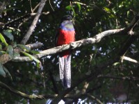 Bar-tailed Trogon (Apaloderma vittatum)