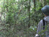 Chowo Forest