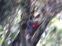 Schalow's Turaco (Tauraco schalowi)