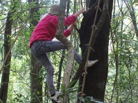 Chowo Forest