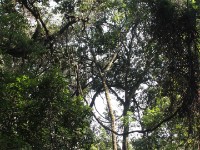 Chowo Forest
