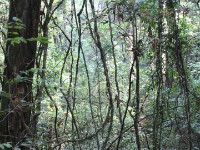 Chowo Forest