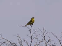 Brimstone Canary (Crithagra sulphurata)