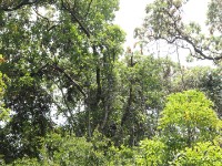 Chowo Forest