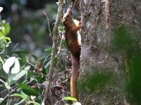 Black and Red Bush Squirrel (Paraxerus lucifer) Tanganyikan Mountain Squirrel