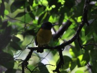 White-starred Robin (Pogonocichla stellata)