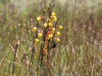 Ludwig's Double-collared Sunbird (Cinnyris ludovicensis)