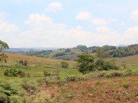 Zovo Chipolo Forest