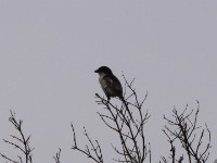 Southern Fiscal (Lanius collaris)