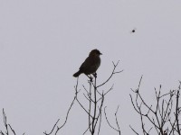 Black-lored Cisticola (Cisticola nigriloris)