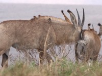Roan Antelope (Hippotragus equinus) Yellow-billed Oxpecker (Buphagus africanus)