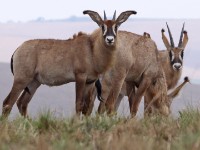 Roan Antelope (Hippotragus equinus)