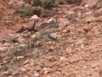 African Pipit (Anthus cinnamomeus)