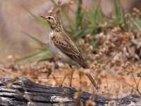 African Pipit (Anthus cinnamomeus)