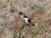 Augur Buzzard (Buteo augur)