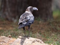 White-necked Raven (Corvus albicollis)