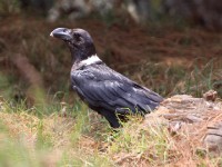 White-necked Raven (Corvus albicollis)