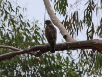 Common Buzzard (Buteo buteo vulpinus)