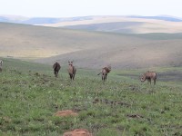 Roan Antelope (Hippotragus equinus)
