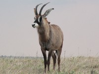 Roan Antelope (Hippotragus equinus)