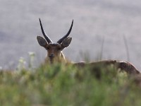 Southern Reedbuck (Redunca arundinum)