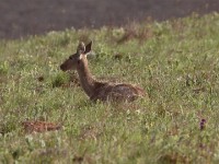 Southern Reedbuck (Redunca arundinum)