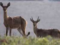 Southern Reedbuck (Redunca arundinum)