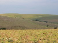 Nyika